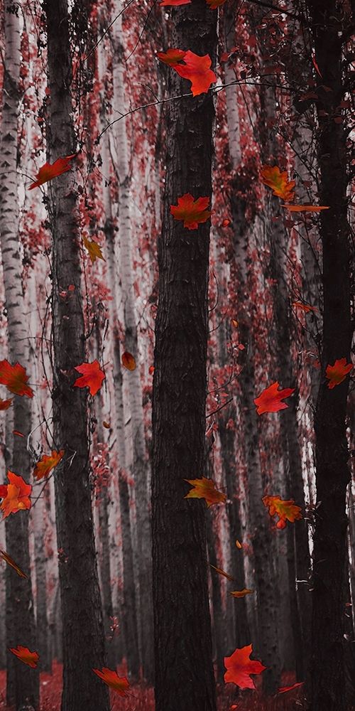Red Wood art print by Jamie Phillip for $57.95 CAD