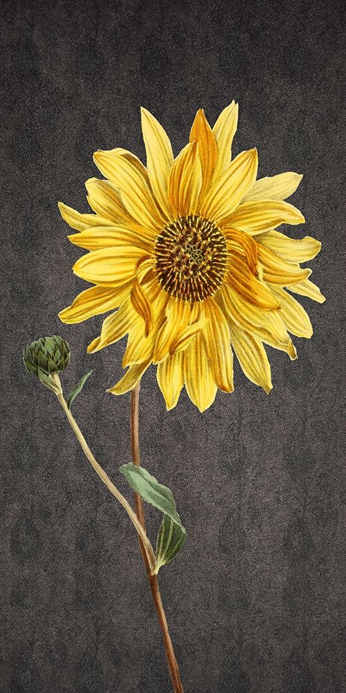 Botanic art print by Jamie Phillip for $57.95 CAD