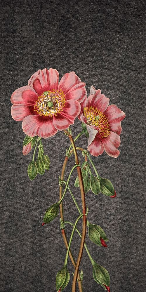 Garden art print by Jamie Phillip for $57.95 CAD