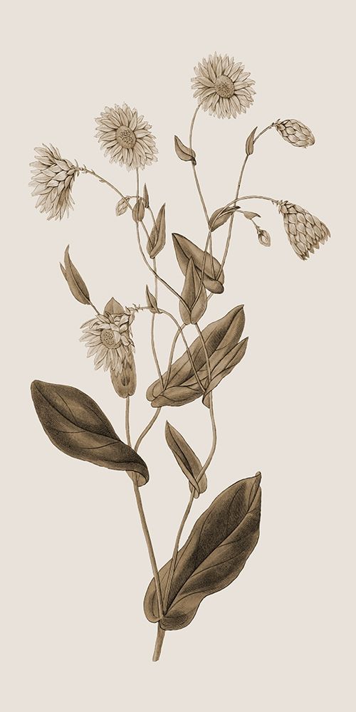 Toned Botanical art print by Jamie Phillip for $57.95 CAD