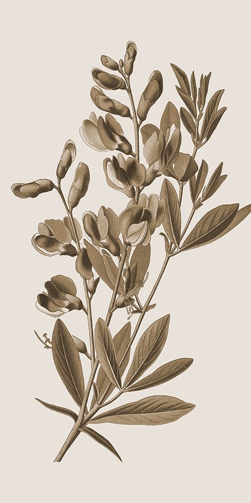 Toned Botanical 2 art print by Jamie Phillip for $57.95 CAD