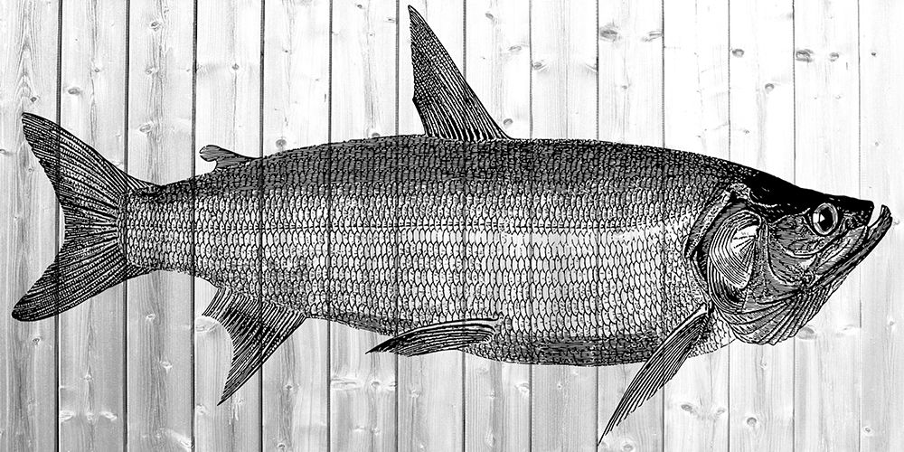 Fisherman art print by Jamie Phillip for $57.95 CAD