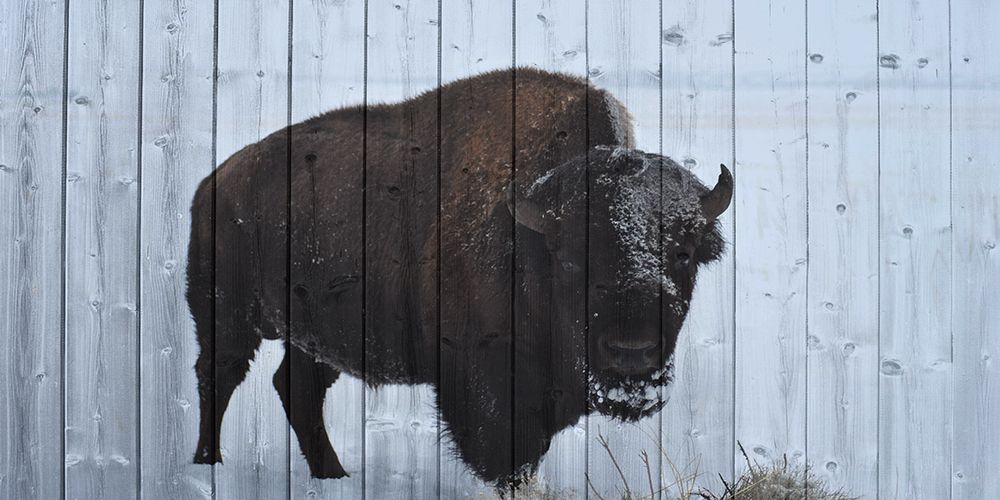 Lone Bison art print by Jamie Phillip for $57.95 CAD