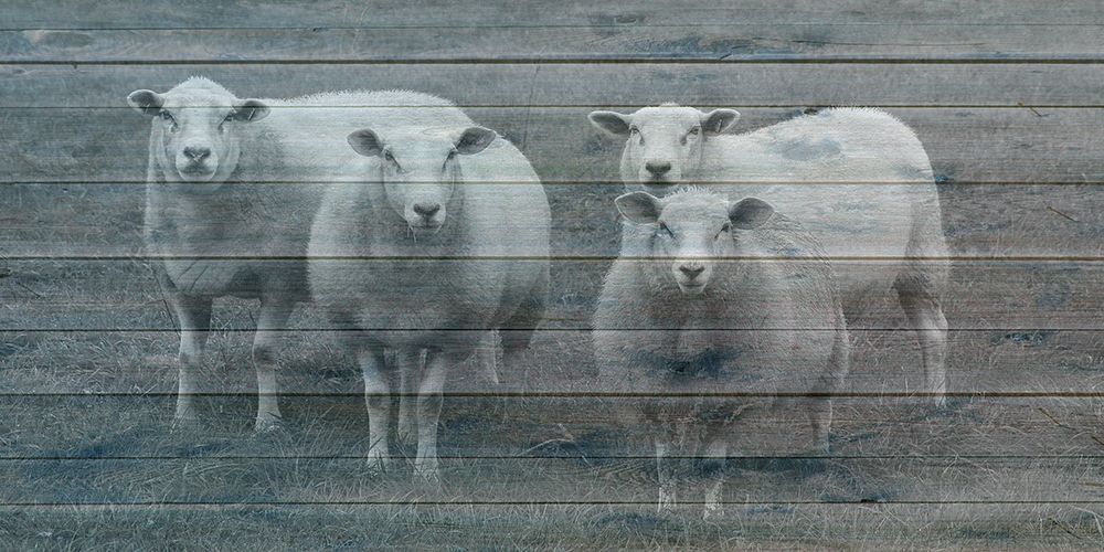 Sheepish 1 art print by Jamie Phillip for $57.95 CAD