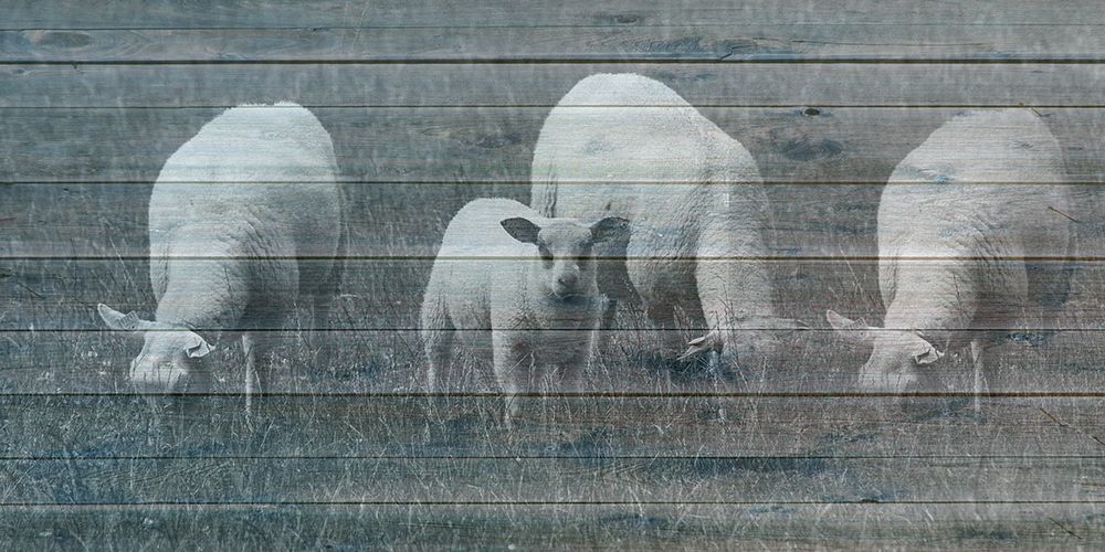 Sheepish 2 art print by Jamie Phillip for $57.95 CAD