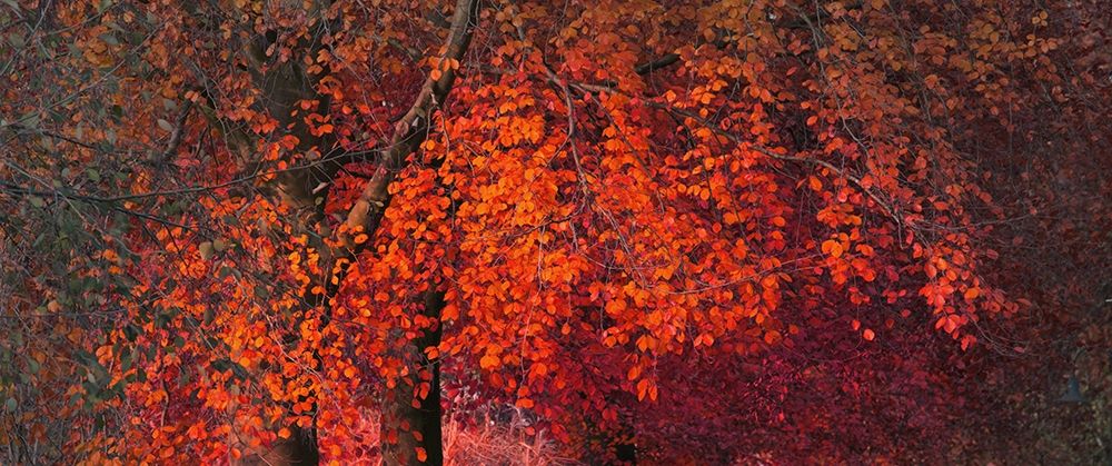 Mystical Tree art print by Jamie Phillip for $57.95 CAD