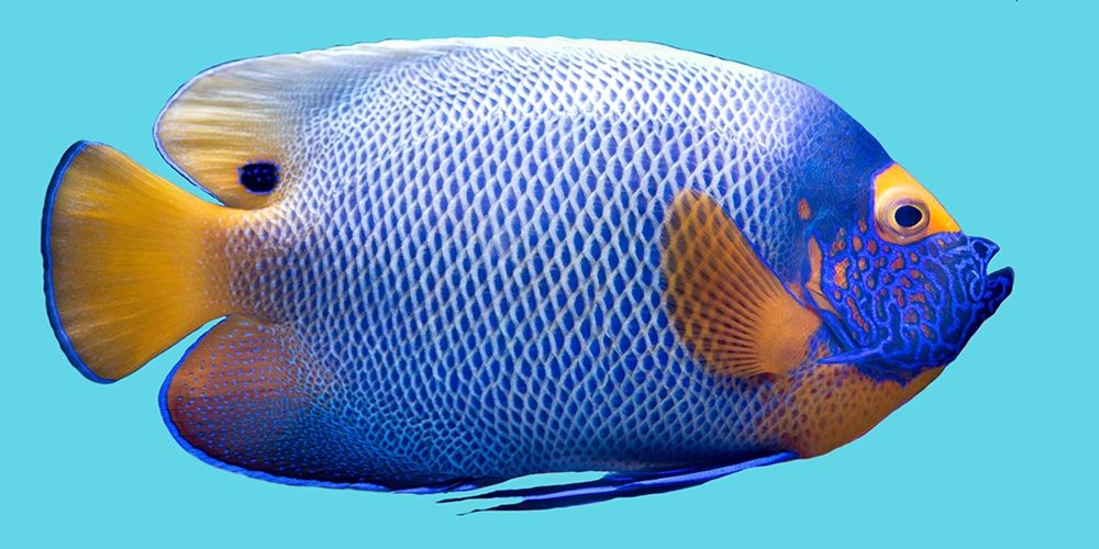 Parrot Fish art print by Jamie Phillip for $57.95 CAD