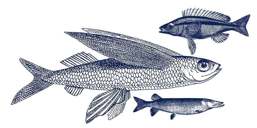 Blue Fish art print by Jamie Phillip for $57.95 CAD