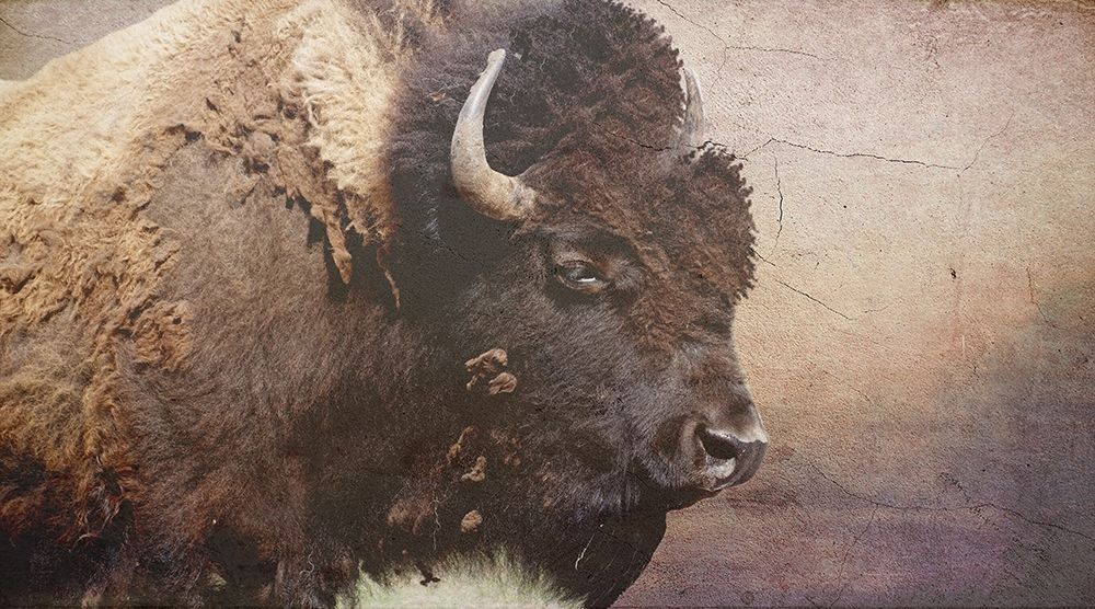Wild Bison art print by Jamie Phillip for $57.95 CAD
