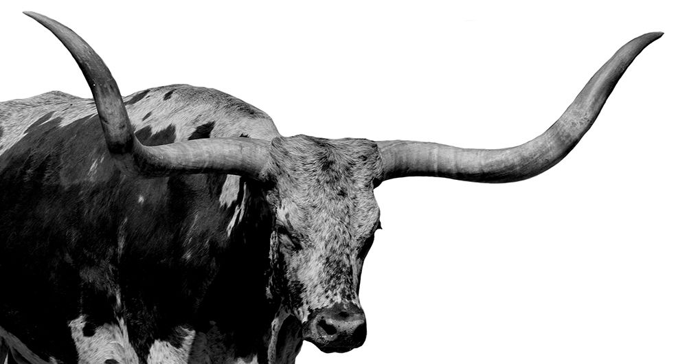 Long Horn Silver art print by Jamie Phillip for $57.95 CAD
