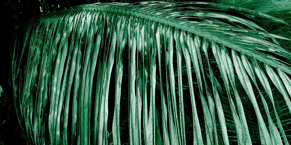 Palm Branch art print by Jamie Phillip for $57.95 CAD