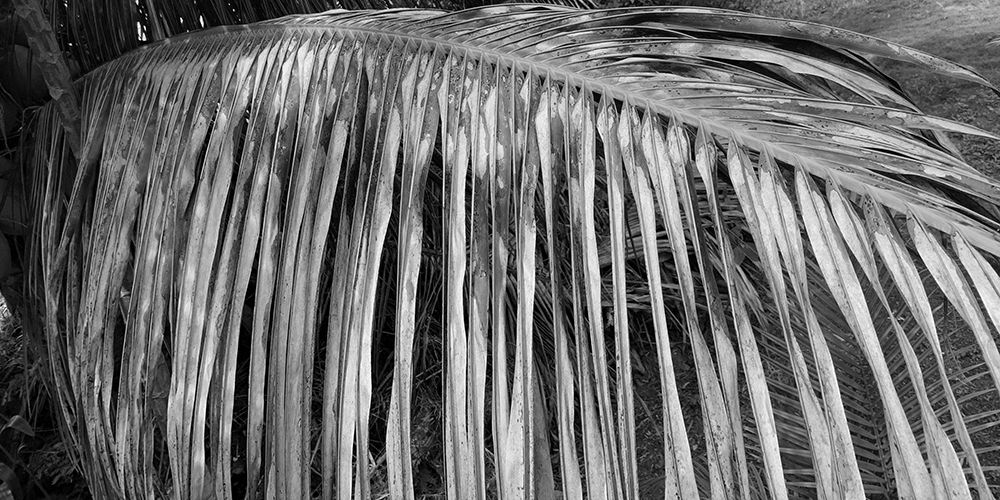 Palm Branch 2 art print by Jamie Phillip for $57.95 CAD