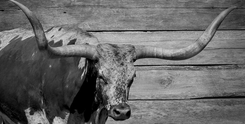 Long Horn Bull art print by Jamie Phillip for $57.95 CAD