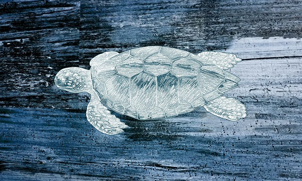 Trutle art print by Jamie Phillip for $57.95 CAD