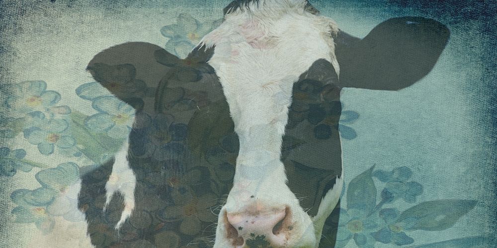 Cow On The Farm 1 art print by Jamie Phillip for $57.95 CAD