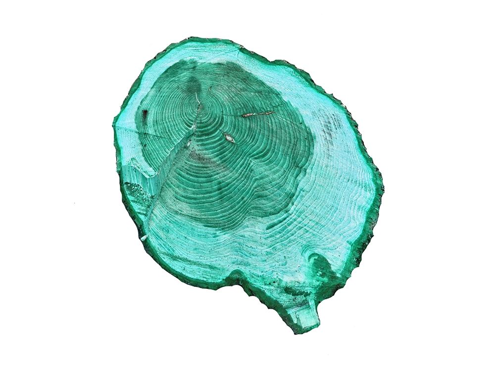 Wood Rings art print by Jamie Phillip for $57.95 CAD