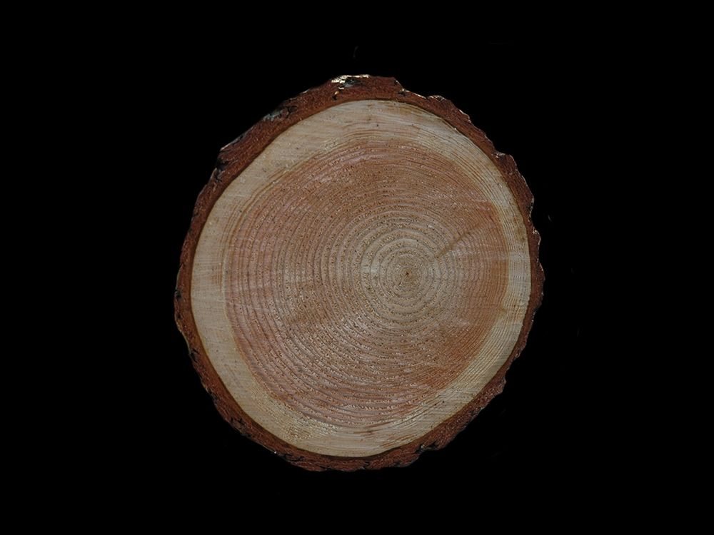 Wood Rings 2 art print by Jamie Phillip for $57.95 CAD