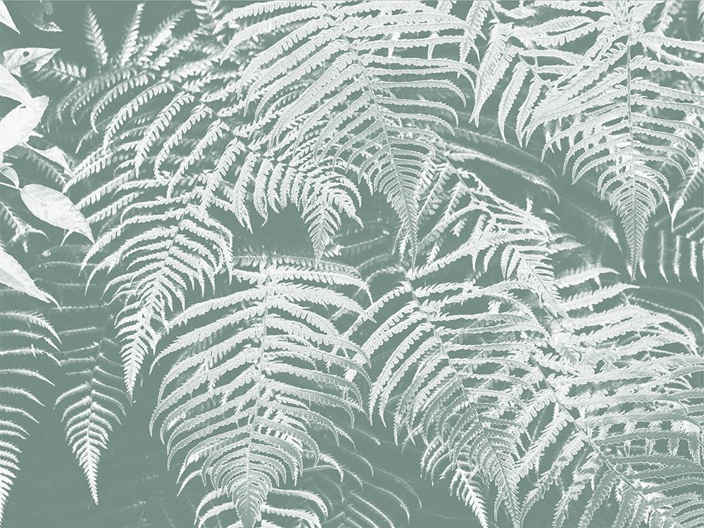 Fern Times art print by Jamie Phillip for $57.95 CAD
