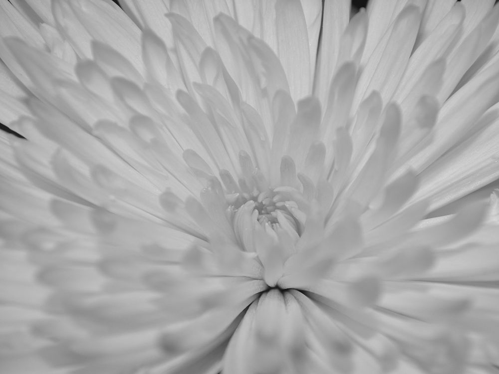 Angel White Flower art print by Jamie Phillip for $57.95 CAD