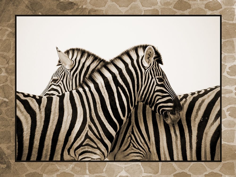 Zebras art print by Jamie Phillip for $57.95 CAD