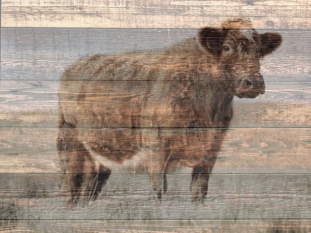 Farm Cow art print by Jamie Phillip for $57.95 CAD