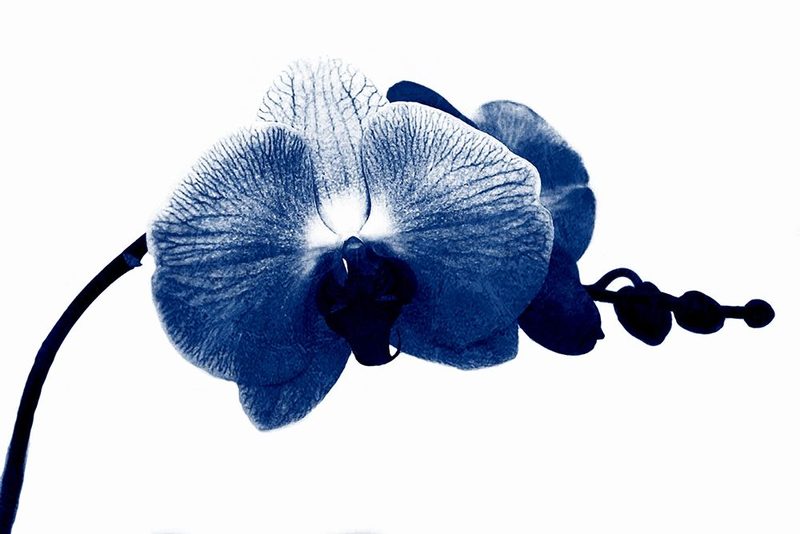 Super Blue Orchid art print by Jamie Phillip for $57.95 CAD