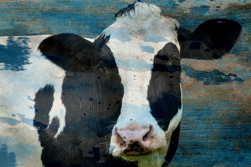The Cow art print by Jamie Phillip for $57.95 CAD