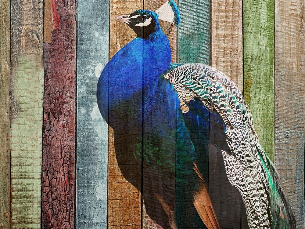 Peacock art print by Jamie Phillip for $57.95 CAD