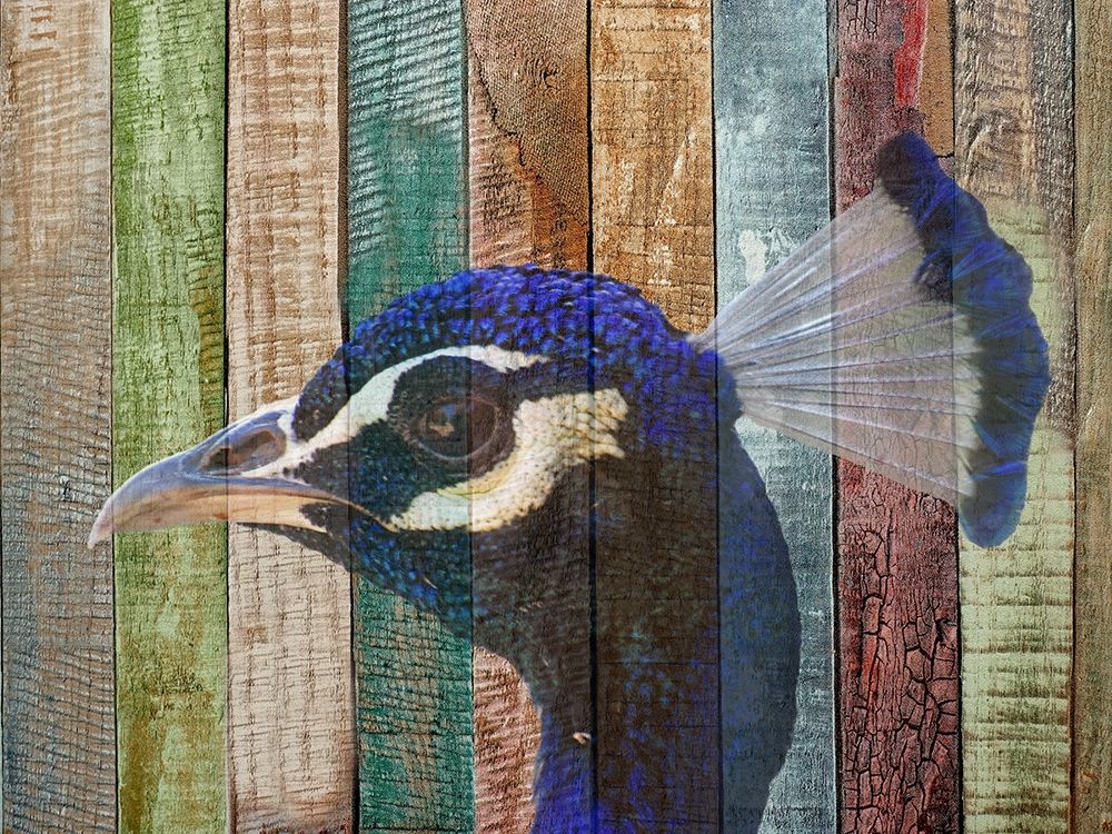 Peacock 2 art print by Jamie Phillip for $57.95 CAD