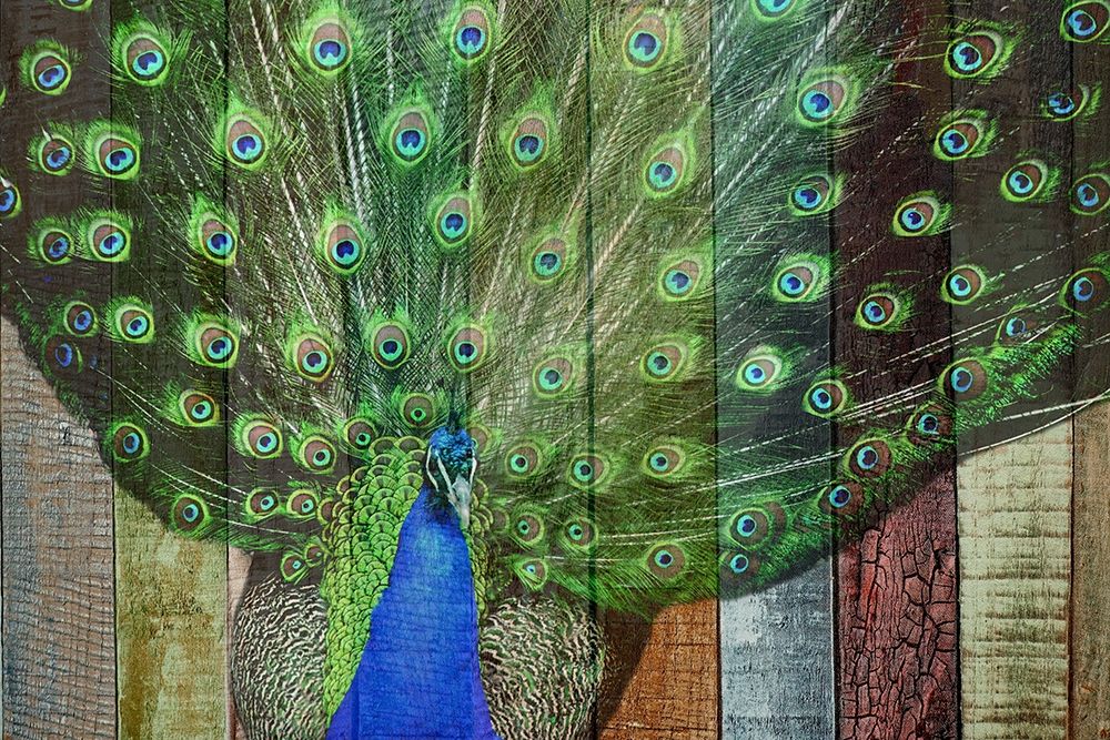 Peacock 3 art print by Jamie Phillip for $57.95 CAD