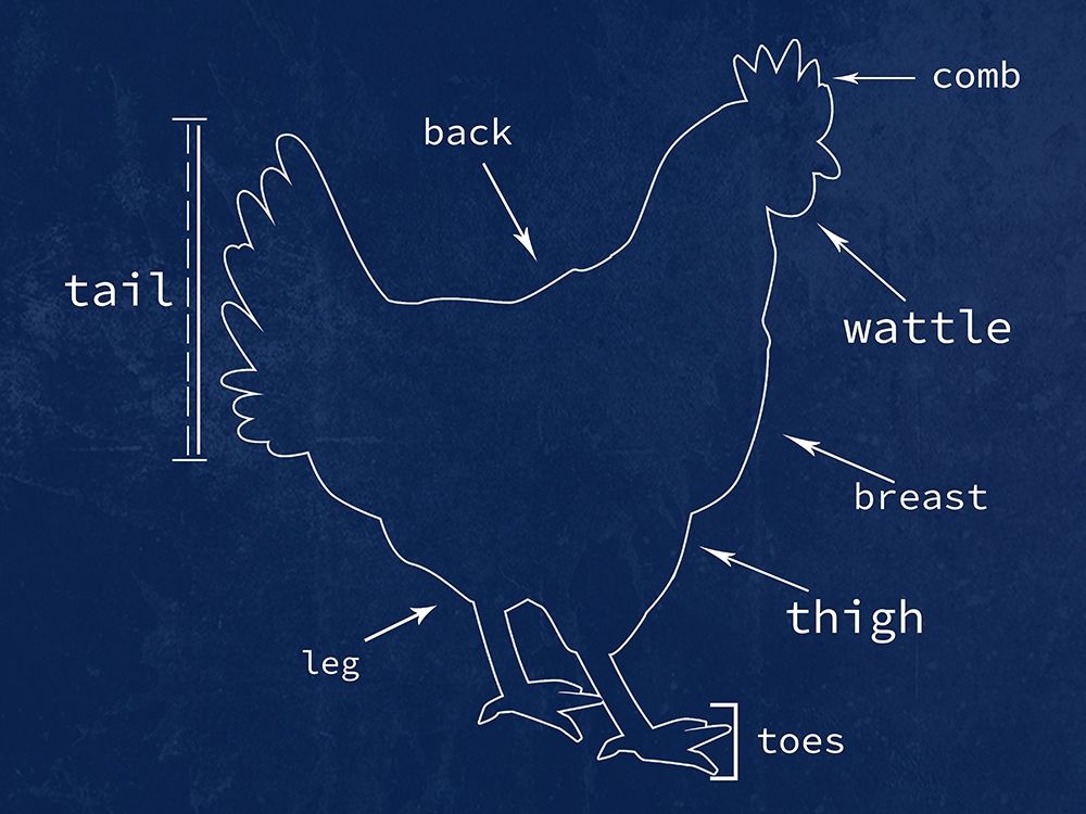 Chicken art print by Jamie Phillip for $57.95 CAD