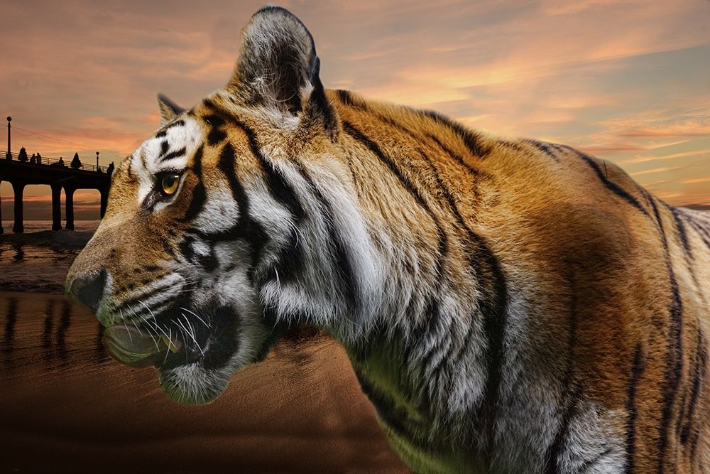 Tiger Bay art print by Jamie Phillip for $57.95 CAD