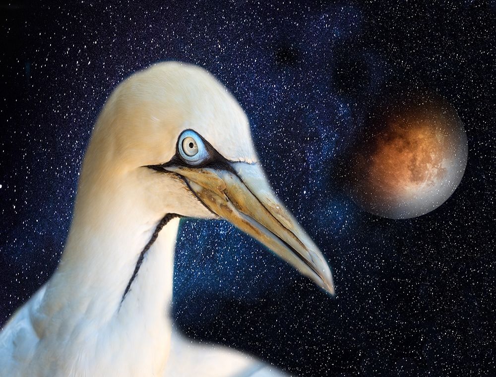Space Bird art print by Jamie Phillip for $57.95 CAD