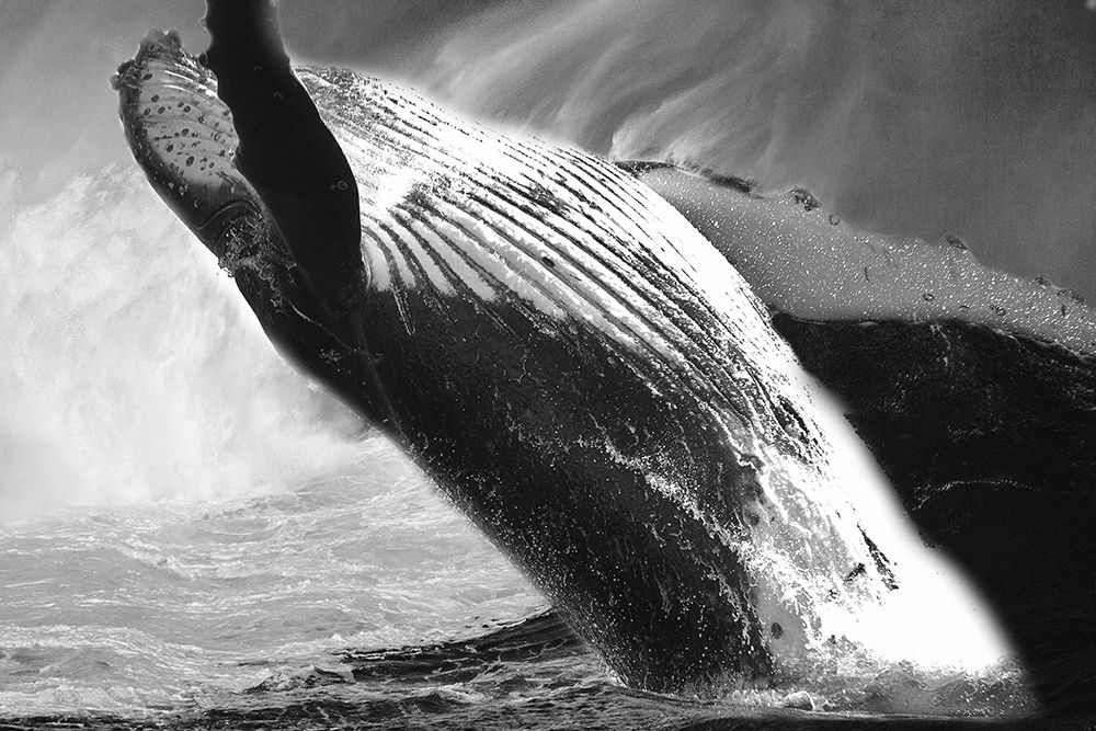 Black Whale art print by Jamie Phillip for $57.95 CAD