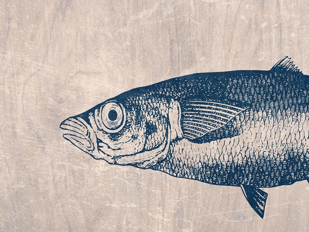 Fish art print by Jamie Phillip for $57.95 CAD