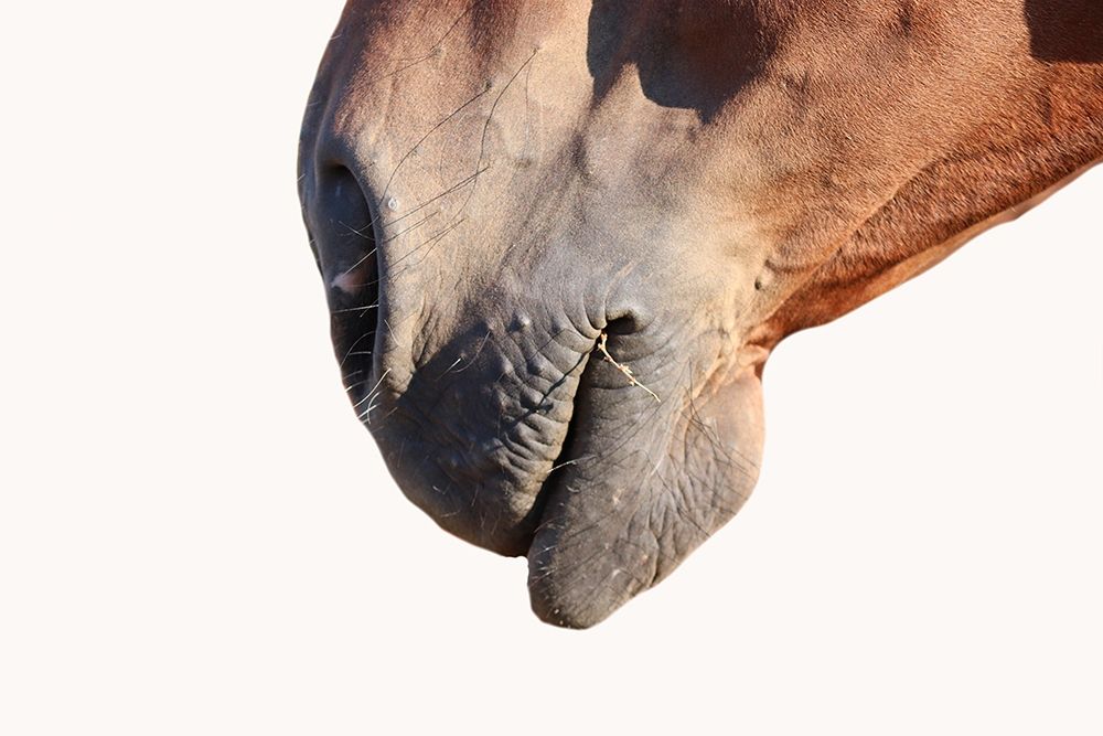 Horse art print by Jamie Phillip for $57.95 CAD