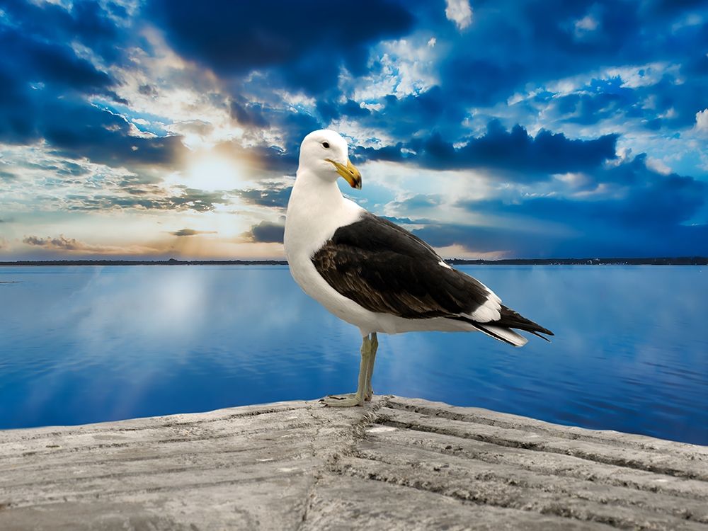Ocean Bird art print by Jamie Phillip for $57.95 CAD