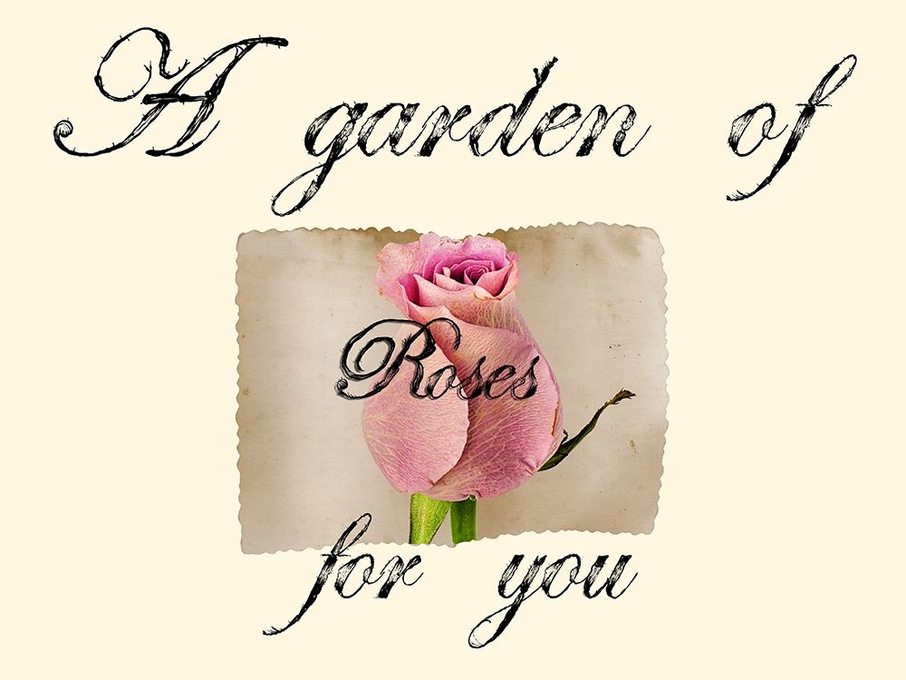 Pink Rose art print by Jamie Phillip for $57.95 CAD