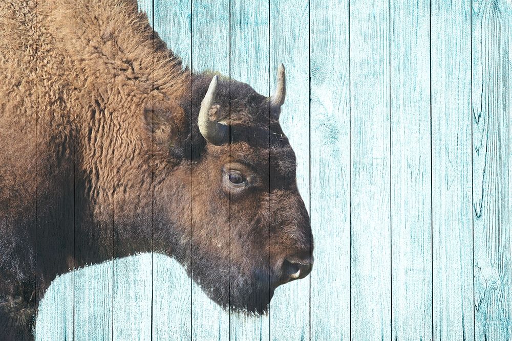 Bison Trail art print by Jamie Phillip for $57.95 CAD