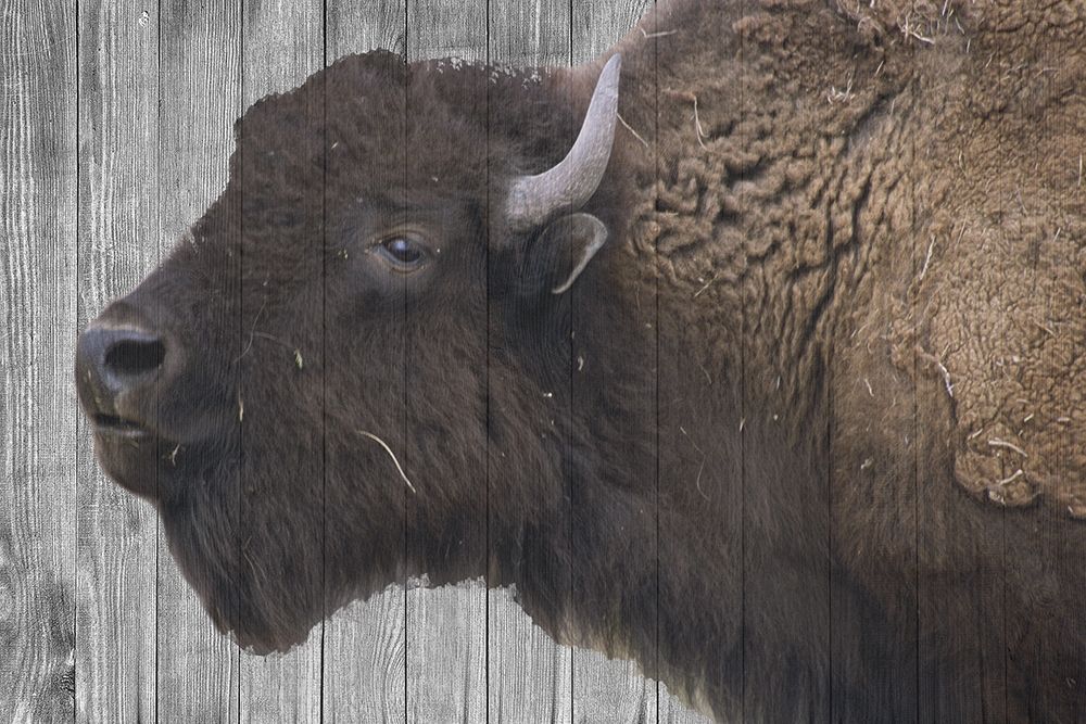 Buffalo Alpha art print by Jamie Phillip for $57.95 CAD