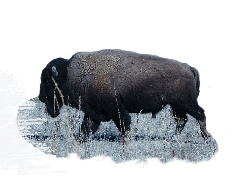 Grazing Buffalo art print by Jamie Phillip for $57.95 CAD