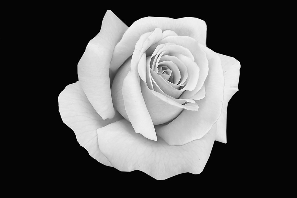 Rose Dust art print by Jamie Phillip for $57.95 CAD
