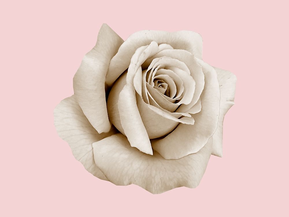 Rose Dust art print by Jamie Phillip for $57.95 CAD