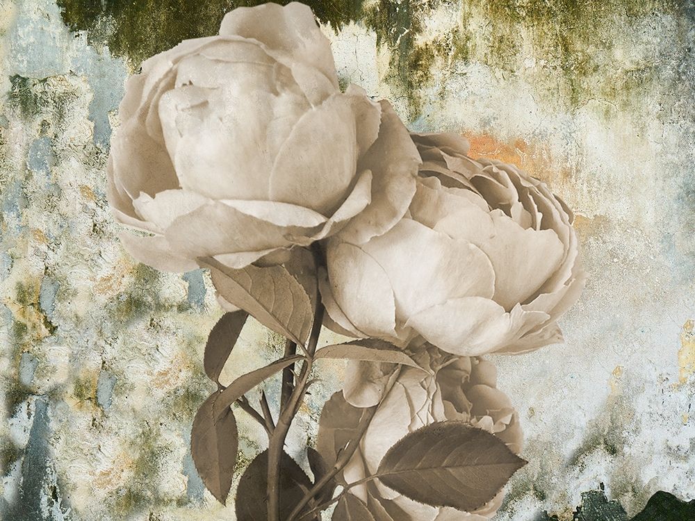 Old Rose art print by Jamie Phillip for $57.95 CAD