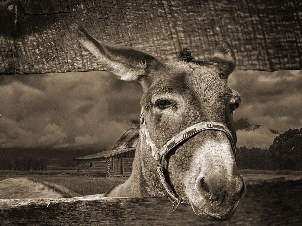Donkey art print by Jamie Phillip for $57.95 CAD