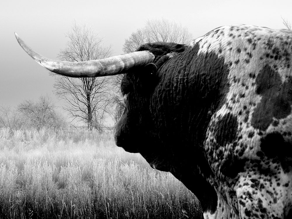 Bull On The Farm art print by Jamie Phillip for $57.95 CAD