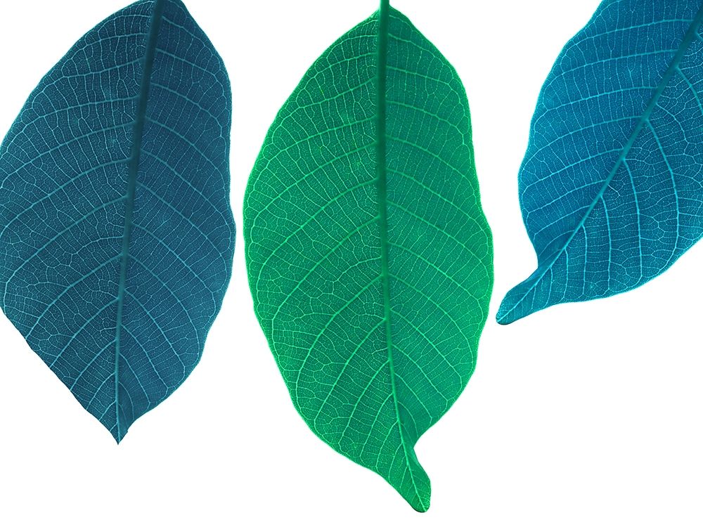 Xrayed art print by Jamie Phillip for $57.95 CAD