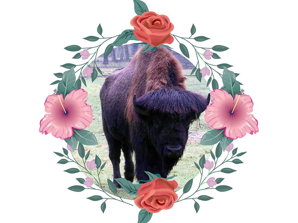 Buffalo Love art print by Jamie Phillip for $57.95 CAD