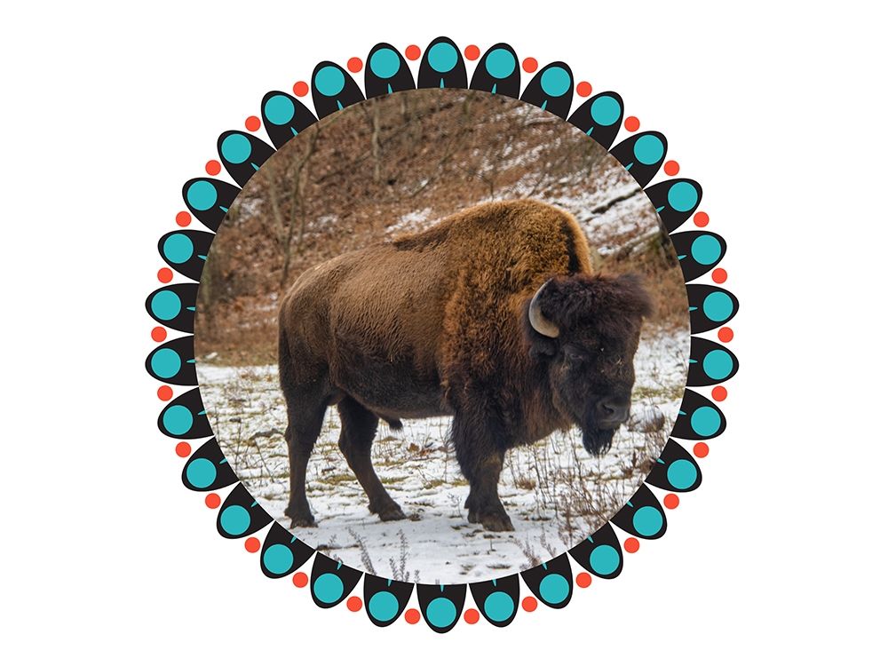Buffalo Love 2 art print by Jamie Phillip for $57.95 CAD