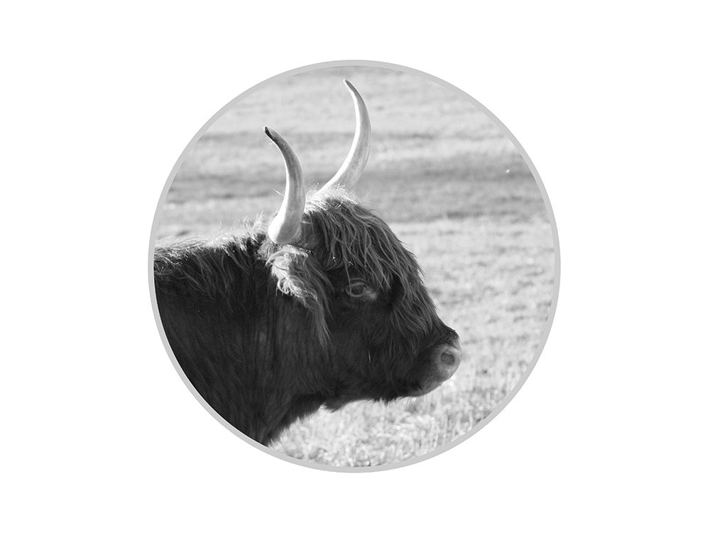 Farm Animal art print by Jamie Phillip for $57.95 CAD